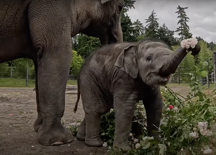 Good Morning, News: Portland Baby Elephant Awarded Symbolic Parade Authority, Mercury Weekend BlackOut, and Cyanobacteria Algae Bloom Season Is Here